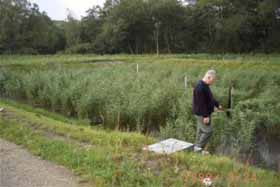 Reed Bed in Fredenborg