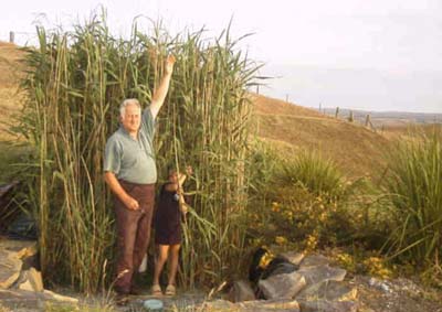 Example of a Single household waste water treatment reedbed